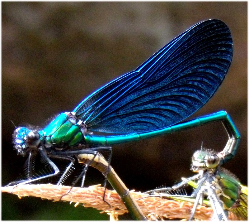 dalla Corsica - Calopteryx virgo meridionalis