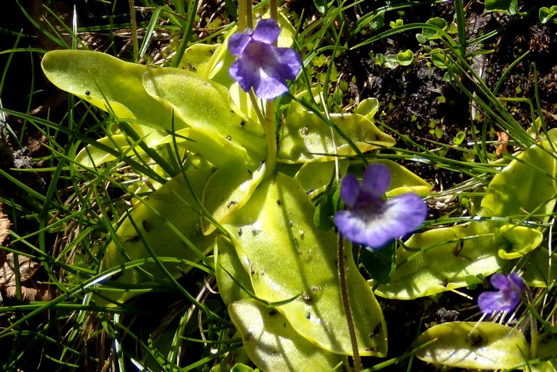 Pinguicula corsica