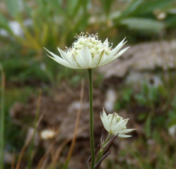 Astrantia pauciflora / Astranzia degli Appennini