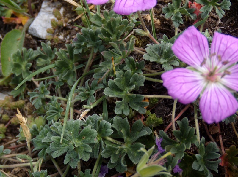 Geranium austroapenninum (=G.cinereum) / Geranio cenerino