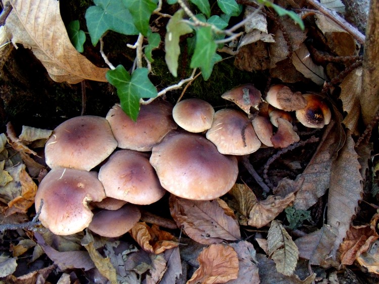 Hypholoma?