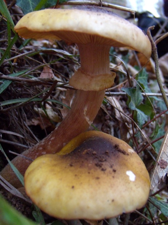 Pholiota ?