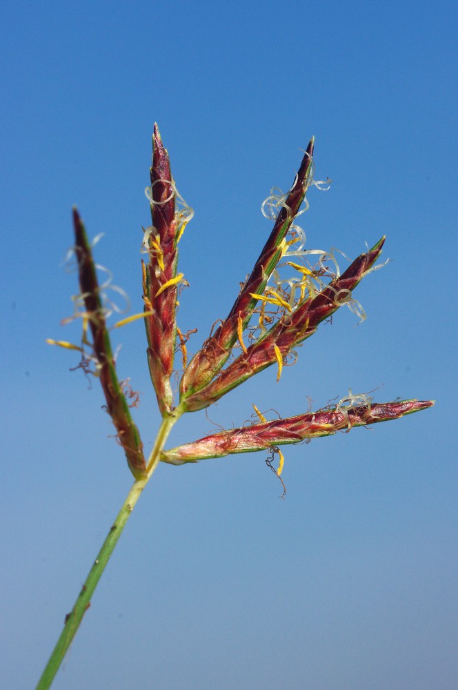 Cyperus rotundus / zigolo infestante