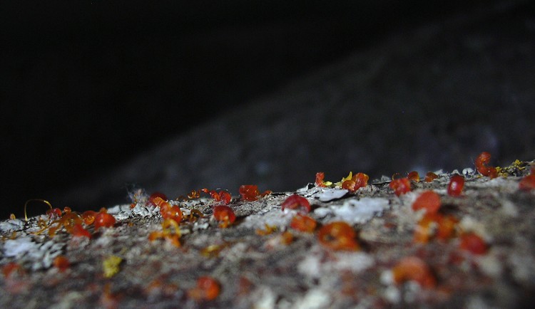 pi� lignicoli di cos�...