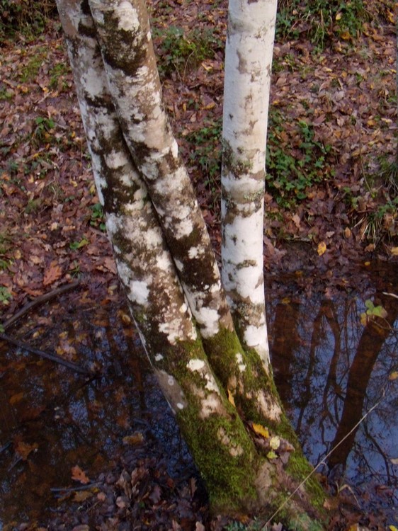 sui tronchi di orniello