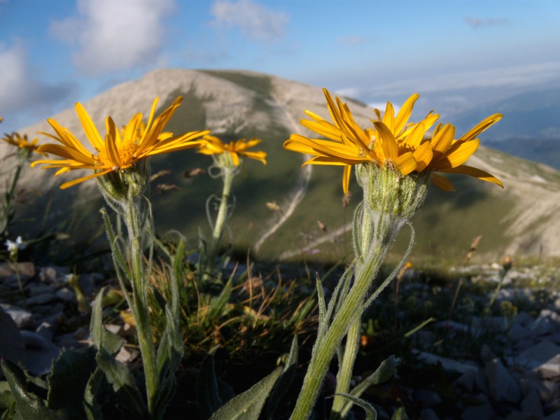 Senecio doronicum / Senecione mezzano