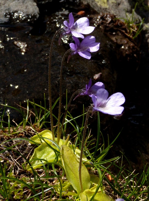 Pinguicula corsica