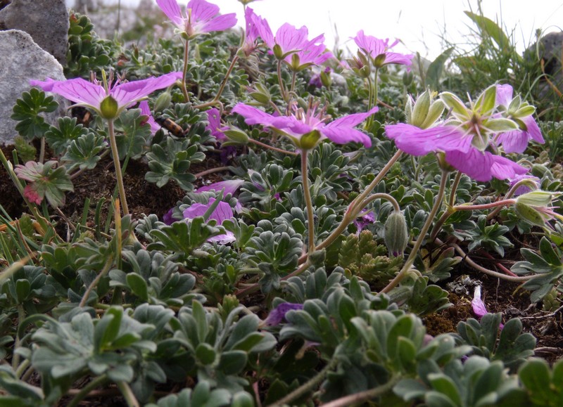 Geranium austroapenninum (=G.cinereum) / Geranio cenerino