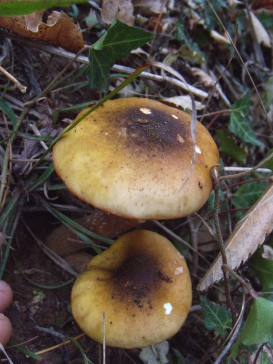 Pholiota ?