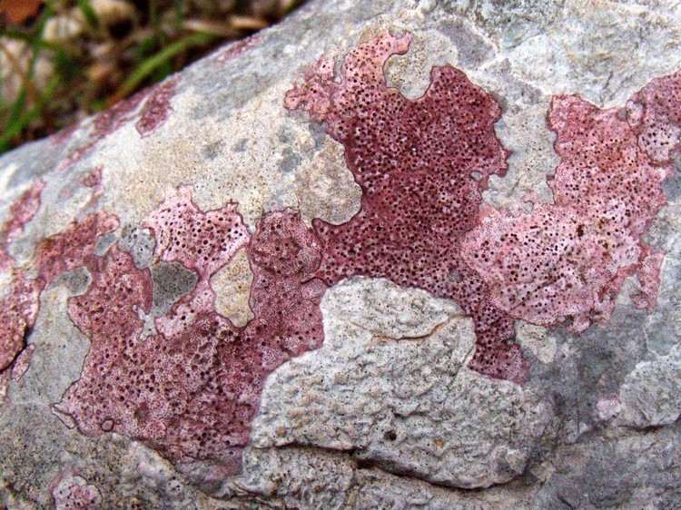 Verrucaria marmorea?