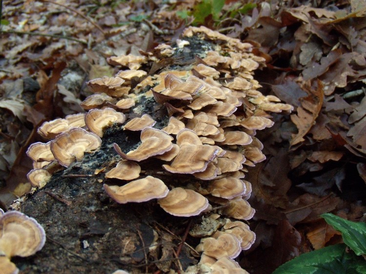 lignicoli (Trichaptum biforme)