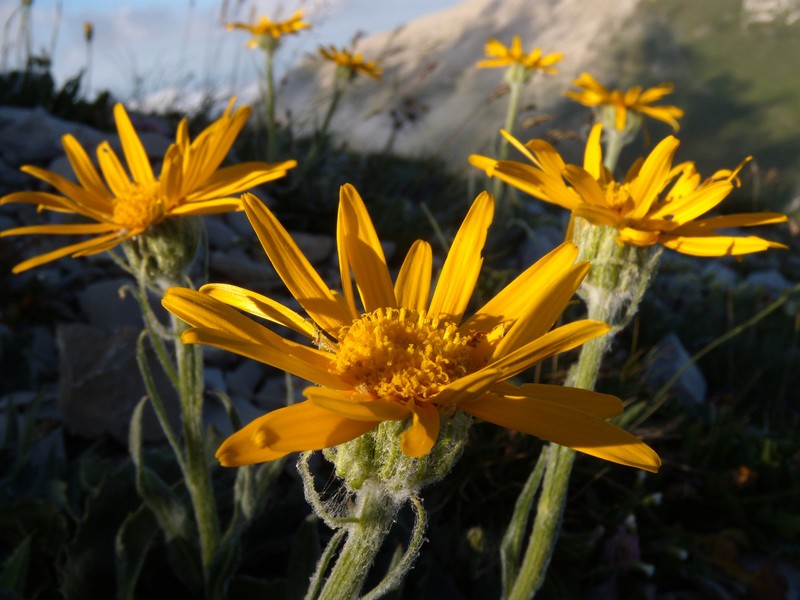 Senecio doronicum / Senecione mezzano