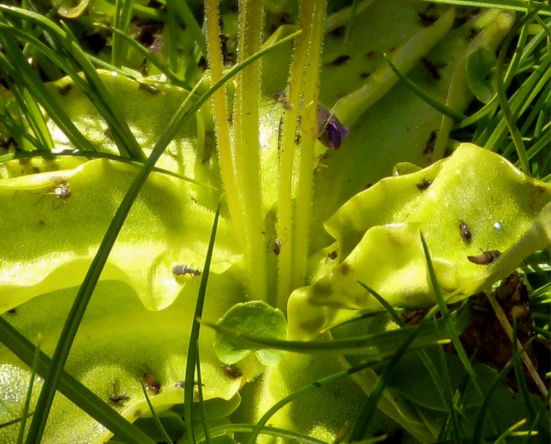 Pinguicula corsica