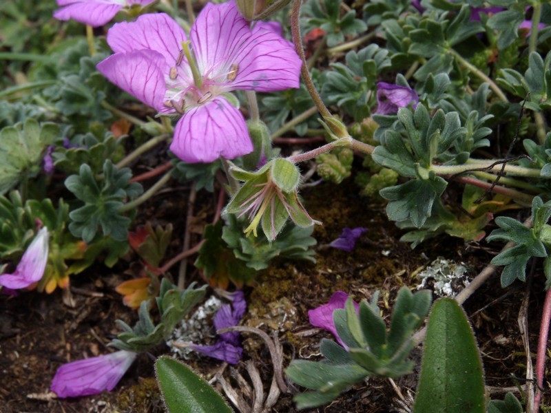 Geranium austroapenninum (=G.cinereum) / Geranio cenerino