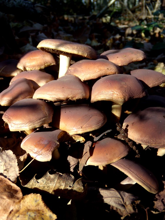 Hypholoma?