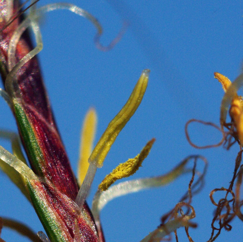 Cyperus rotundus / zigolo infestante