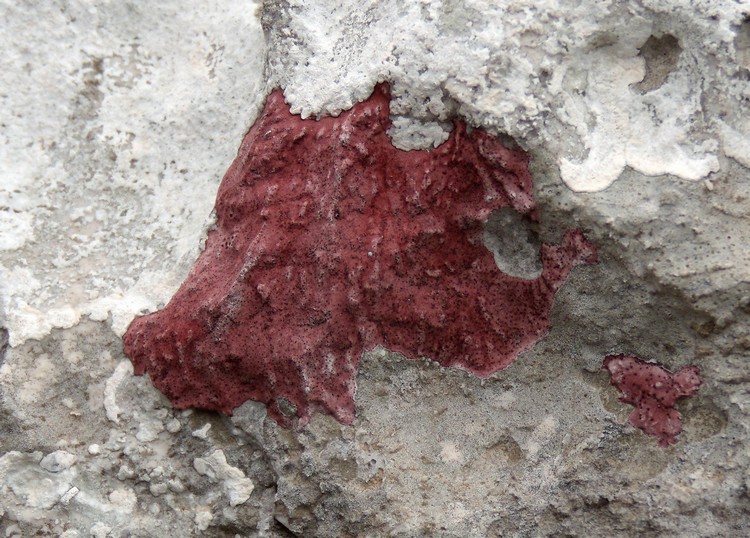 verrucaria marmorea?