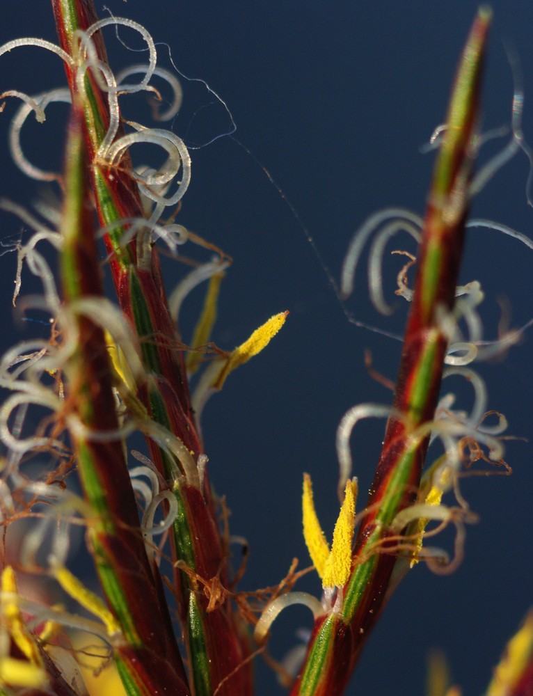 Cyperus rotundus / zigolo infestante