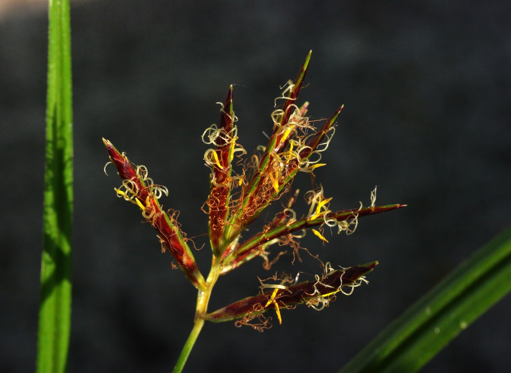 Cyperus rotundus / zigolo infestante