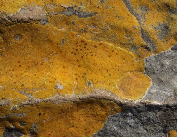 lichene giallo