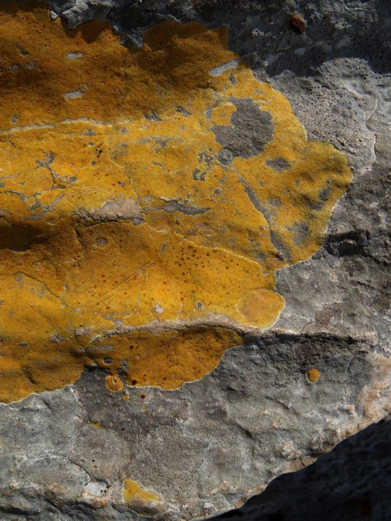 lichene giallo