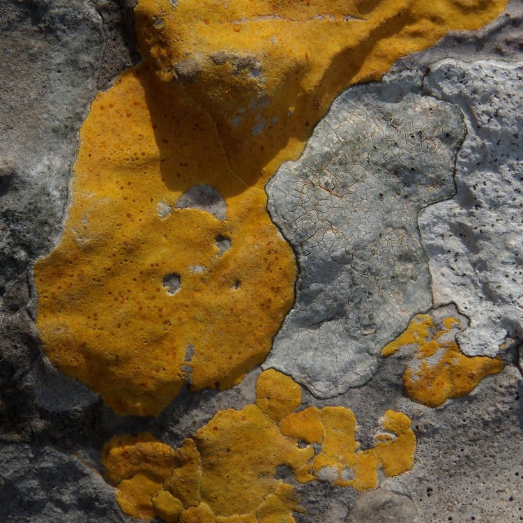lichene giallo