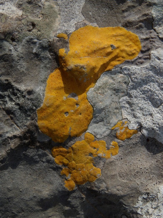 lichene giallo