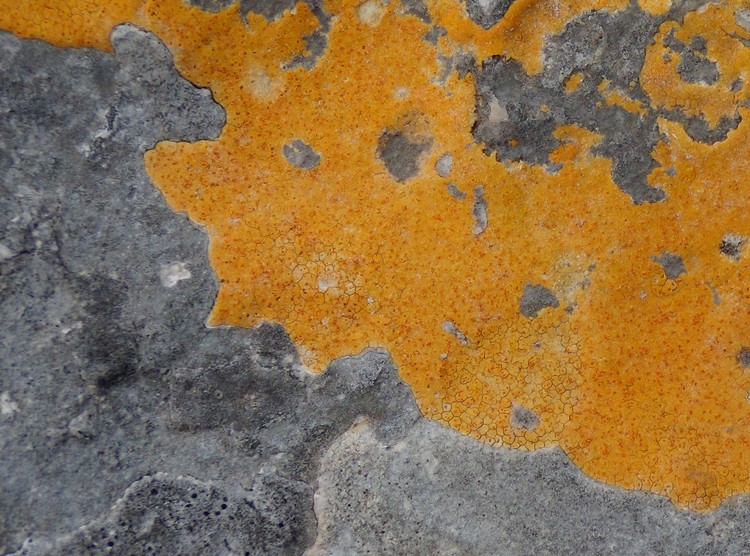 lichene giallo