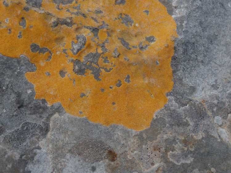 lichene giallo
