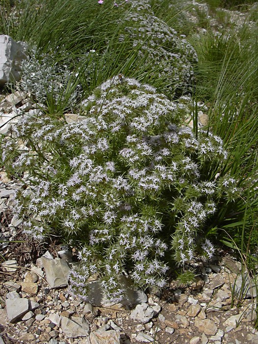 Drypis spinosa