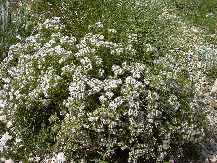 Drypis spinosa