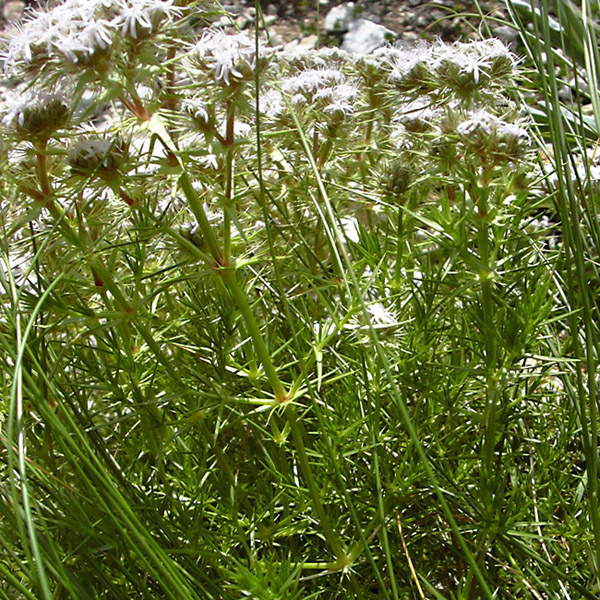Drypis spinosa