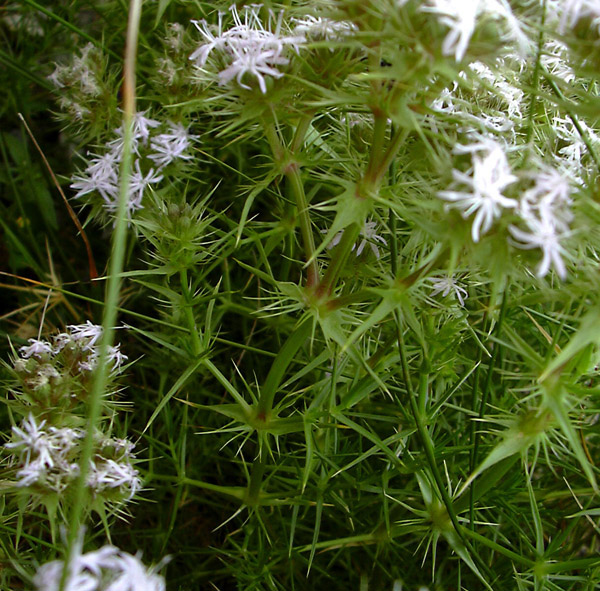 Drypis spinosa