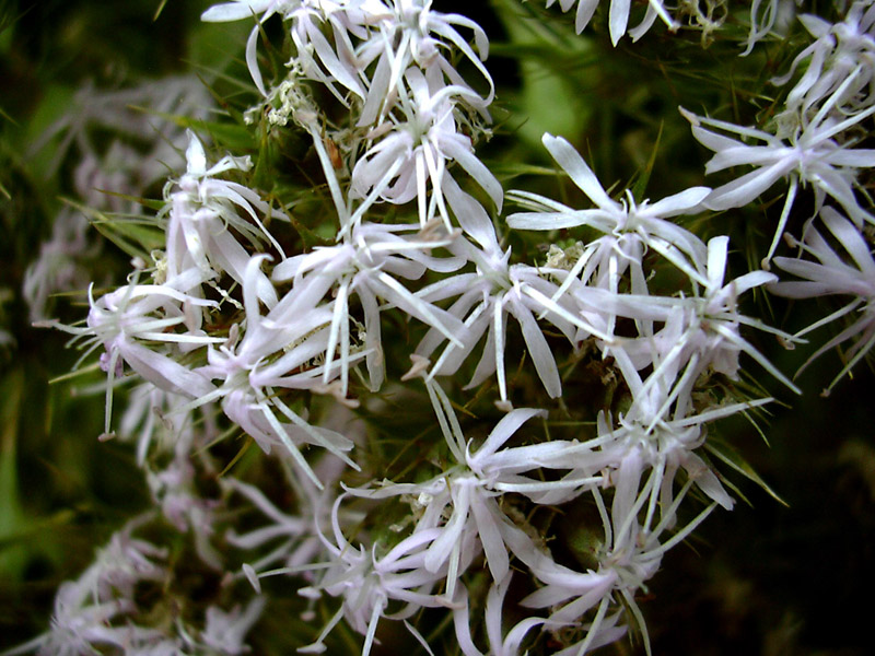 Drypis spinosa