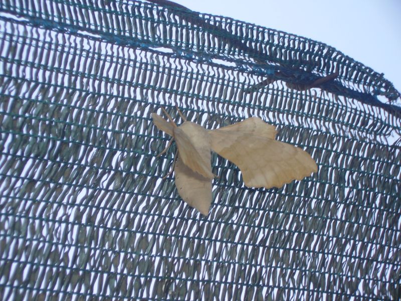 Laothoe populi (Sphingidae)
