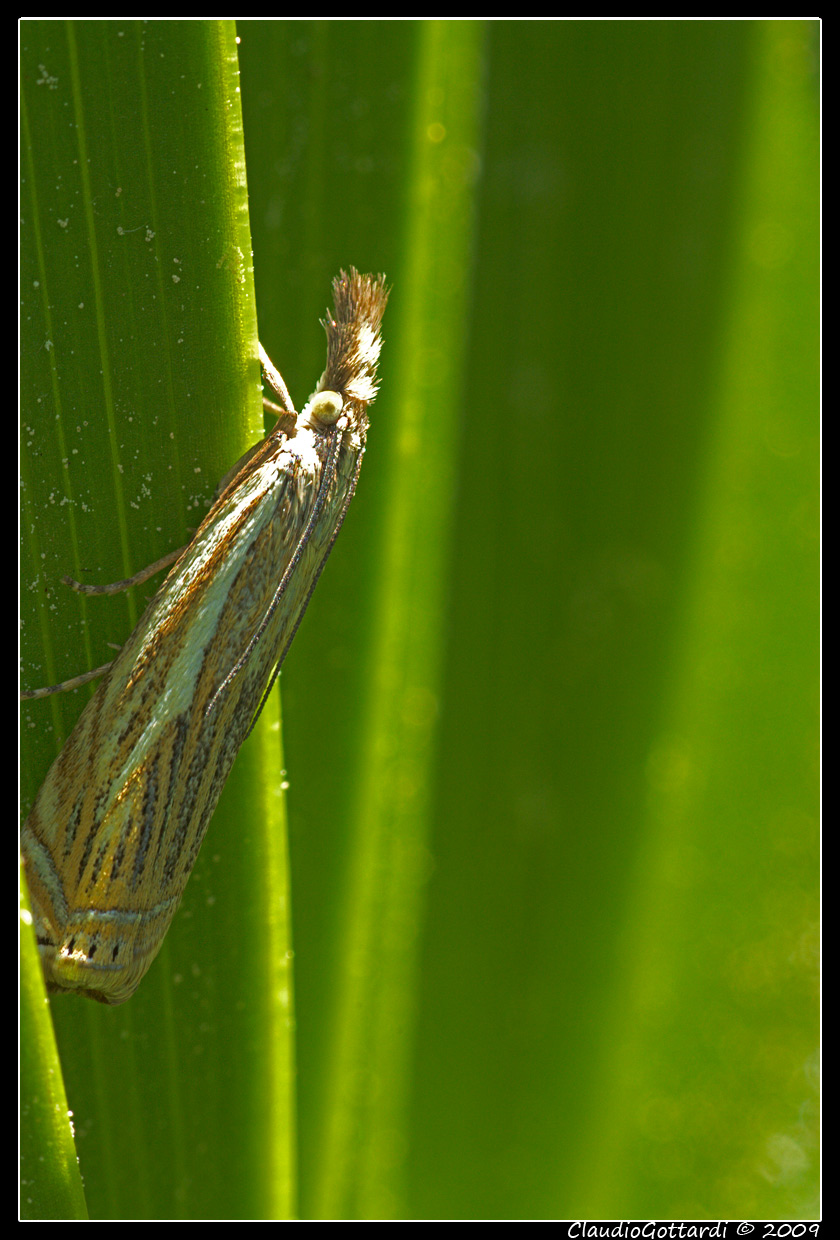 da identificare - Crambus lathoniellus