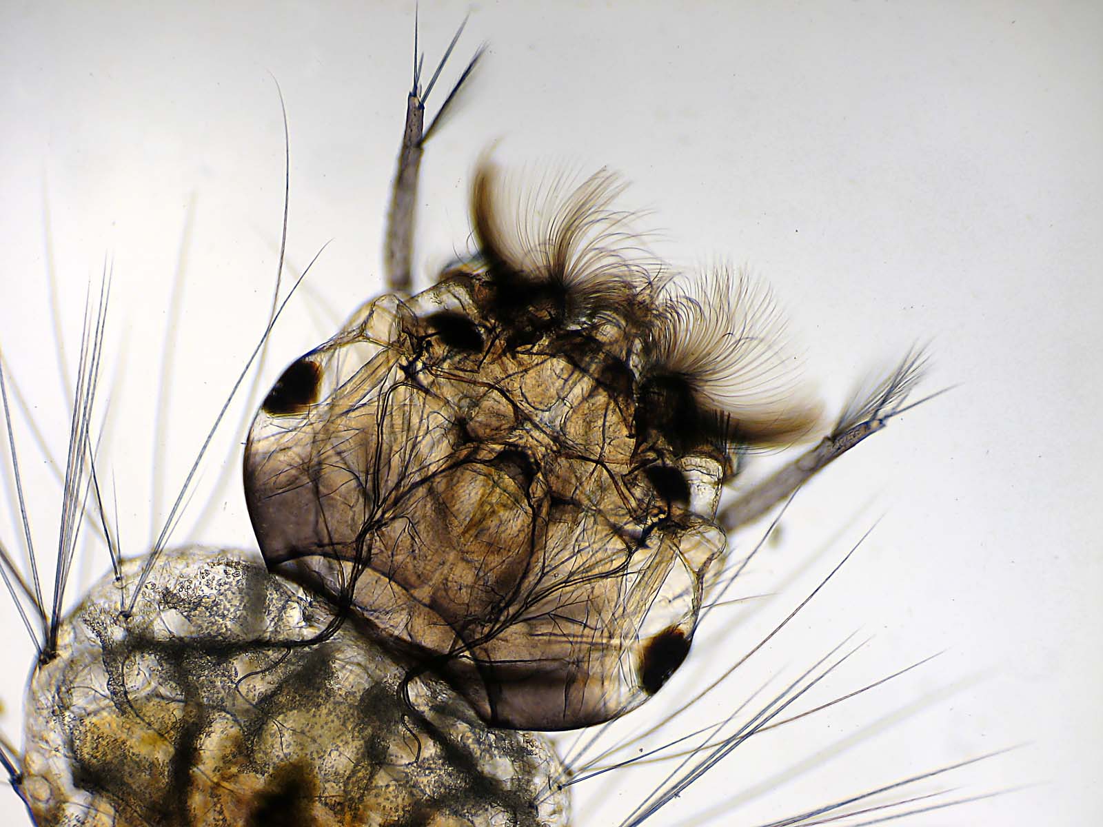 info larva!