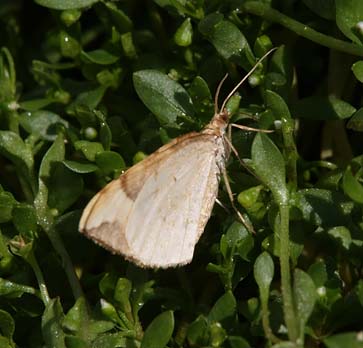 Eulithis populata