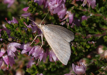 Eulithis populata