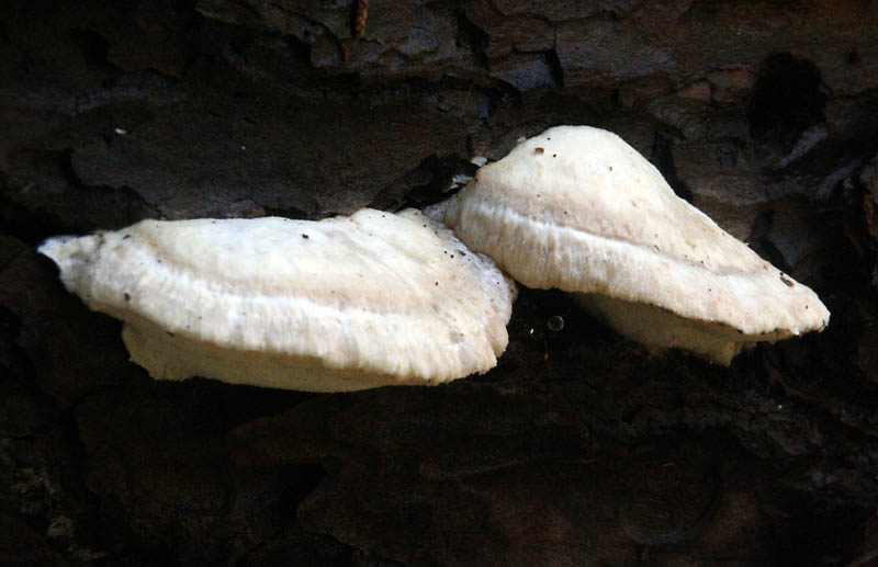 Probabile Postia (Postia tephroleuca)