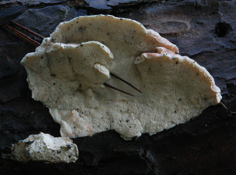 Probabile Postia (Postia tephroleuca)