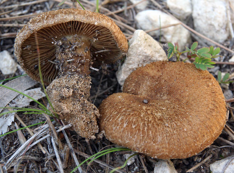 Inocybe su terreno sabioso