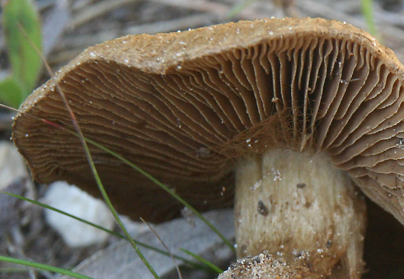 Inocybe su terreno sabioso