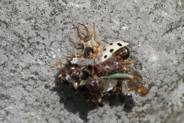 larva di Dichochrysa sp.