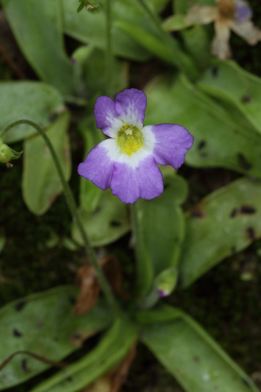 Pinguicula hirtiflora / Pinguicola a fiori irti