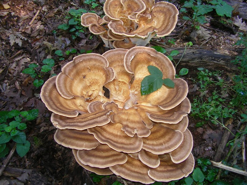 Manziana, 3 luglio (Meripilus giganteus)
