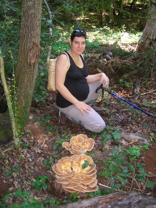 Manziana, 3 luglio (Meripilus giganteus)