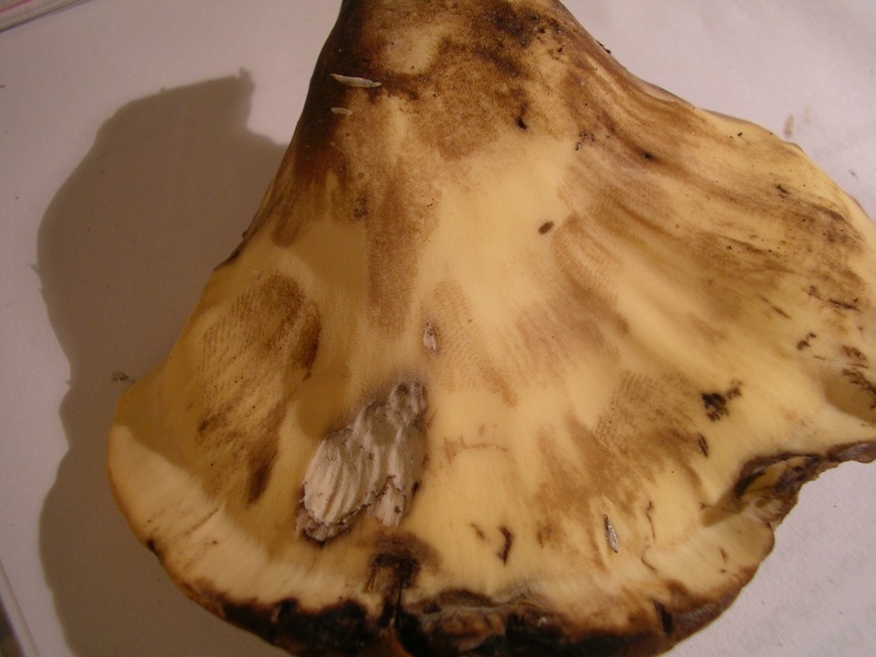 Manziana, 3 luglio (Meripilus giganteus)