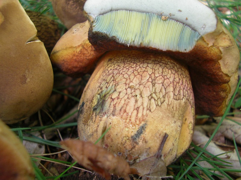 Boletus