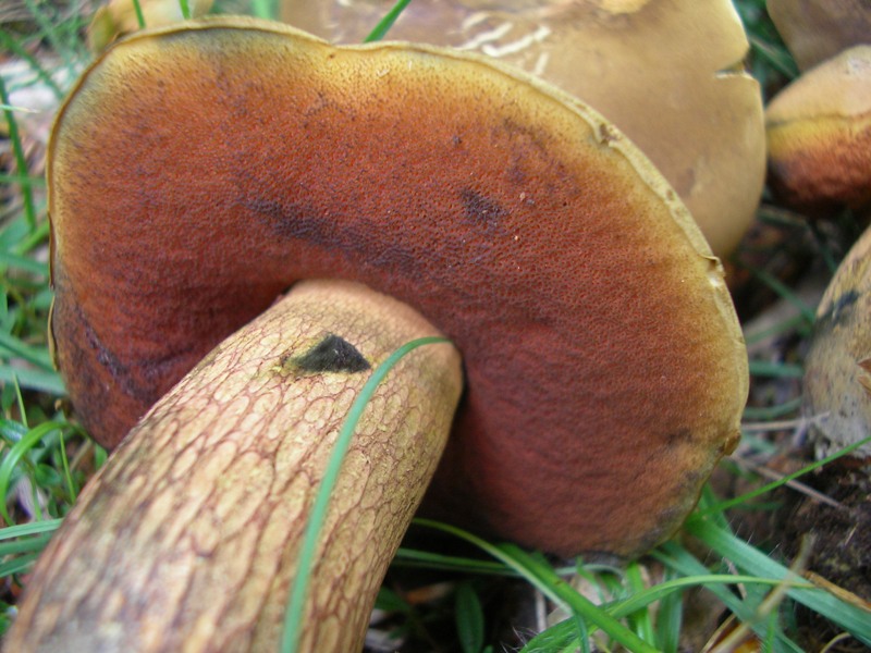 Boletus